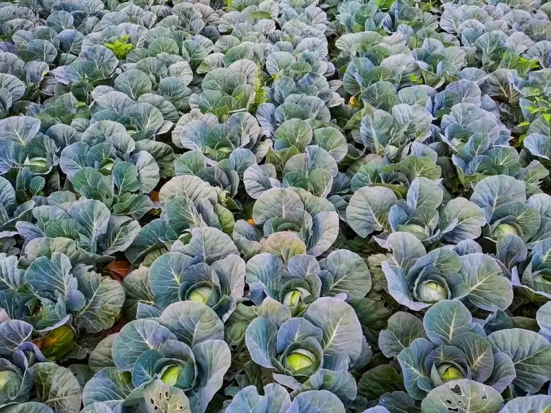 海南物联网技术研发关键环节与量产转化实践解析正文配图 1